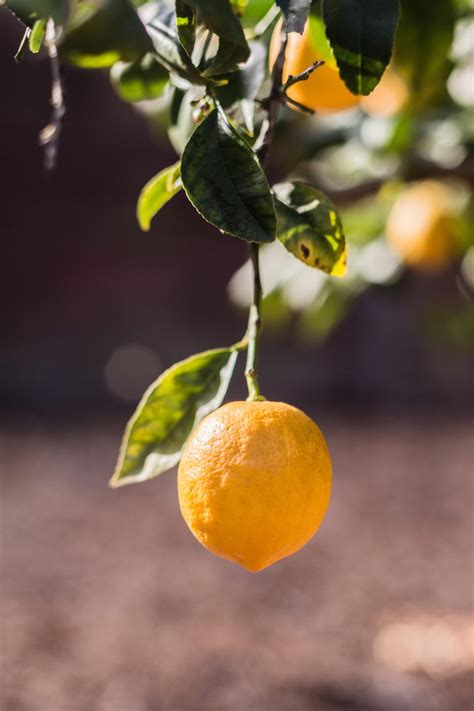 Here you can explore hq fruit tree transparent illustrations, icons and clipart with filter setting like size, type, color etc. Free Photo of lemons, trees, fruits - StockSnap.io
