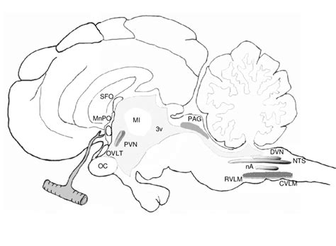Drawing Of A Midsagittal Section Of The Sheep Brain Illustrating