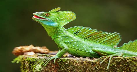 Basilisk Lizard Learn About Nature