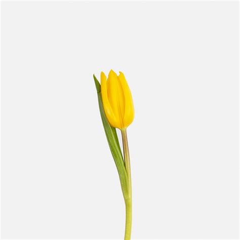 Significado De Los Tulipanes Según Su Color Colvin Blog