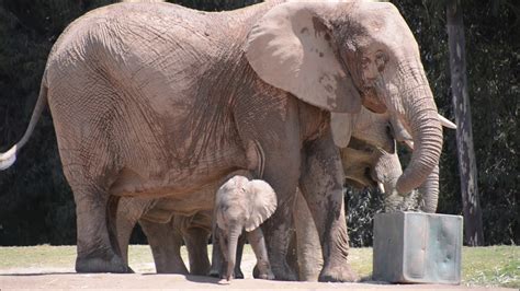 San Diego Zoo Safari Park ~ 8192018 ~ Meet The Baby Elephant Zuli