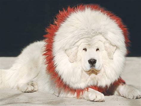 White Tibetan Mastiff Pictures Biggest Dog Breed Looks