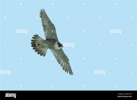 Peregrine Falcon In Flight High Resolution Stock Photography And Images