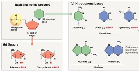 A set of five nitrogenous bases is used in the construction of nucleotides, which in turn these bases are crucially important because the sequencing of them in dna and rna is the the letters which form the codons in the genetic code are the a c u g of the bases. Biomolecules - Nucleic Acids - LHS CNS-Chemistry (Term A)