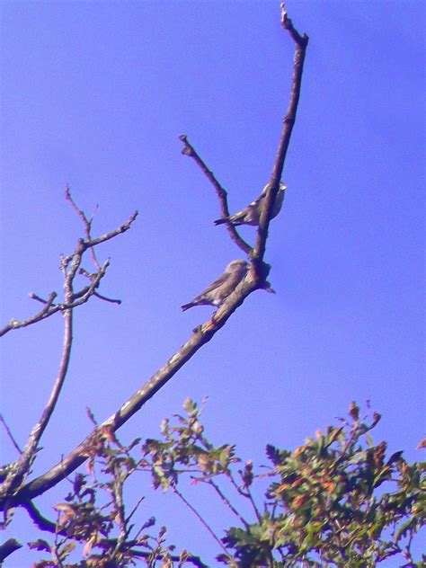 Video i 4k og hd klar til næsten enhver nle nu. Randon's Ramblings : TWO-BARRED CROSSBILL AT LEITH HILL