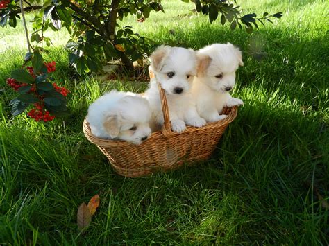 Puppies Coton De Tulear Free Stock Photo Public Domain Pictures
