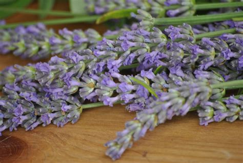 Lavandula Angustifolia English Lavender Seed Etsy