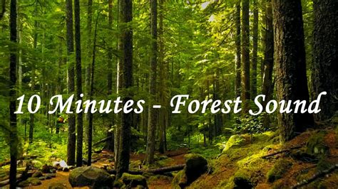 Forest Birdsong Relaxing Nature Sounds Youtube