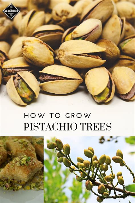 Grow Your Own Pistachio Trees Pistachio Tree Food Garden Home
