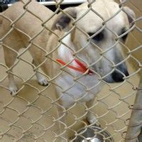 On the other hand it is worth. Blount County Animal Shelter - Pet Store