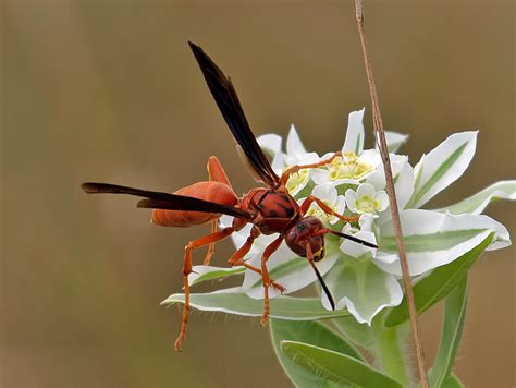 Polistes Carolina Fine Backed Red Paper Wasp And P Rubiginosus