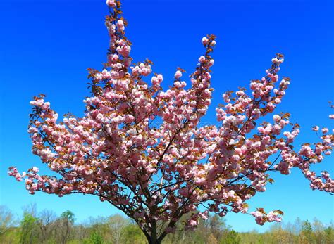 Flowering Peach Tree Stock Image Image Of Season Spring 53483663