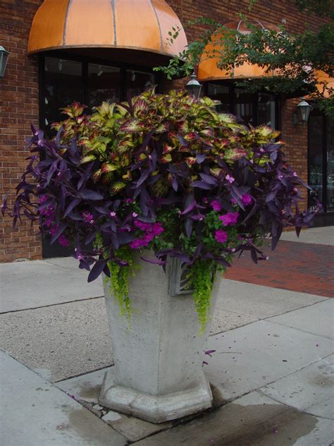 22 purple flowers to beautify your garden. Pin on Garden: Containers