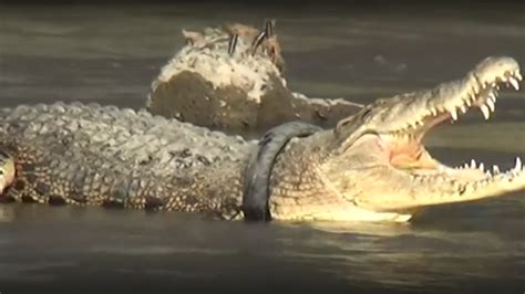 Un Crocodil Victima Poluării Din Indonezia Autoritățile Sunt Alarmate