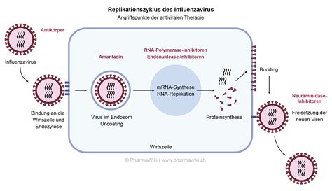 Pharmawiki Neuraminidasehemmer