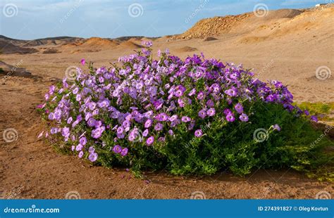 Flowering Petunias Near Palm Trees Decoration With Plants Along The