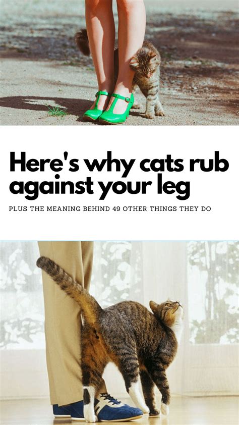 What Does It Mean When A Cat Rubs Against Your Feet Cat Meme Stock