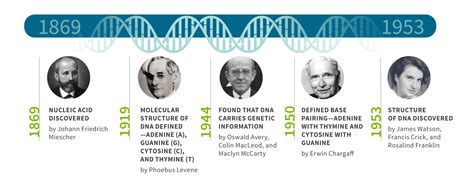 Dna Discovery Ancestrydna® Learning Hub