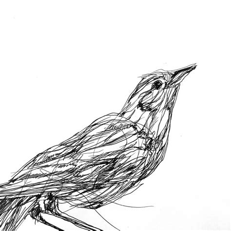 Begin by drawing a circle to form the bird's head. Phoenix Bird Drawing | Free download on ClipArtMag