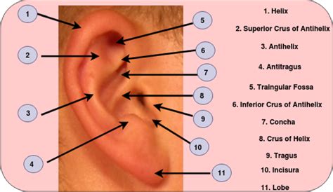 Human Ear Anatomy The Human Ear Has Very Distinctive Structural