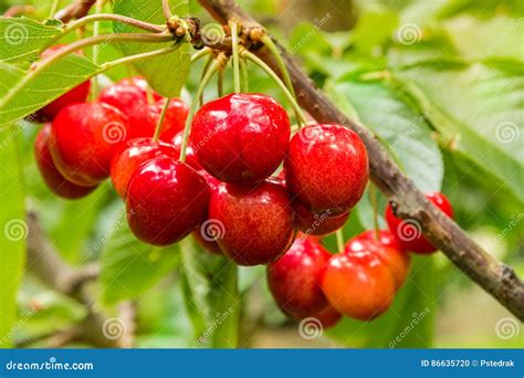 Ripe Red Cherries On Cherry Tree Stock Photo Image Of Tree Cherry