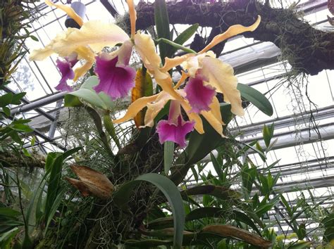How to successfully grow air plants? Two Sisters Gardening: Orchid -- The Air Plant