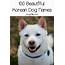 100 Beautiful Korean Dog Names  Http//wwwdogvillscom
