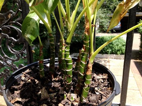 Popular garden shrub, occasionally escaping into the wild. identification - What is the medium-leaved, thick-stemmed ...