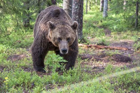 Free Pictures Free Images Stock Images Free Brown Bear Predator