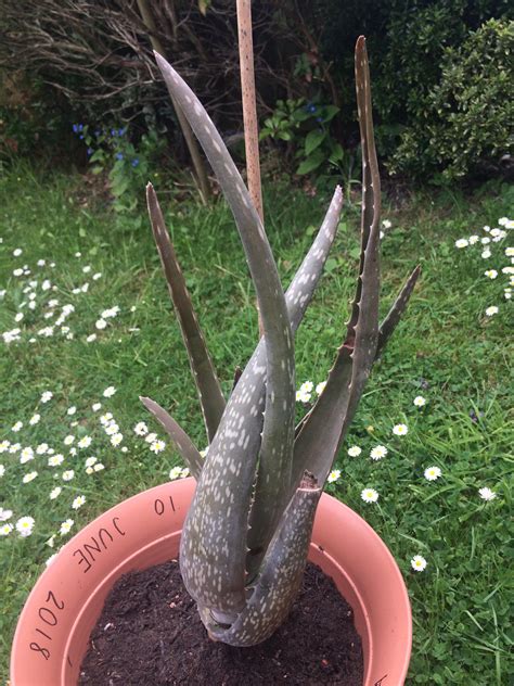 Keep posts and comments civil. I bought this aloe Vera plant two weeks ago and repotted ...