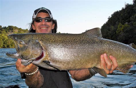 King Salmon On The Bite Niagara Falls Usa Fishing Forecast Wednesday
