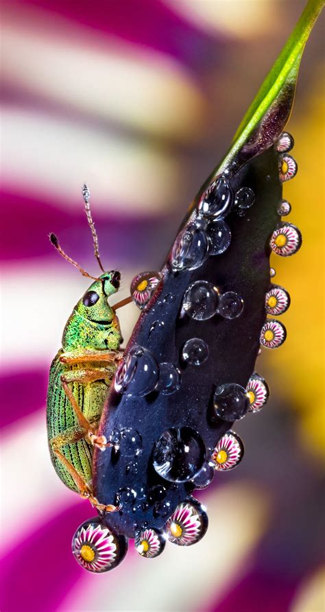 Macro Photos Of Water Droplets Reveal The Overlooked Beauty Of Nature