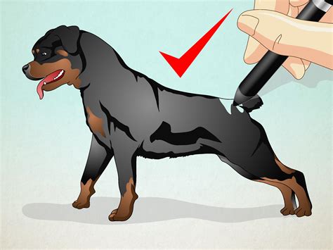 How To Draw A Realistic Dog 5 Steps With Pictures Wikihow