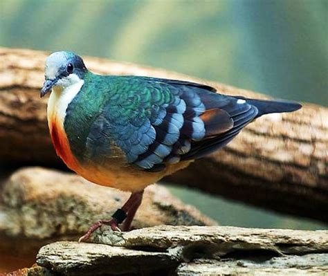 Maybe you would like to learn more about one of these? Birds of the World: Luzon bleeding-heart