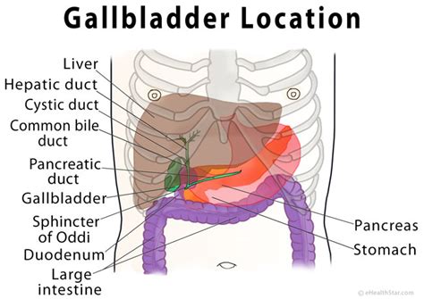 Gallbladder Pain Location Diagram Symptoms Causes Relief Ehealthstar