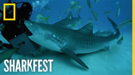 Tiger Sharks Superpowered Jaws Sharkfest National Geographic Youtube