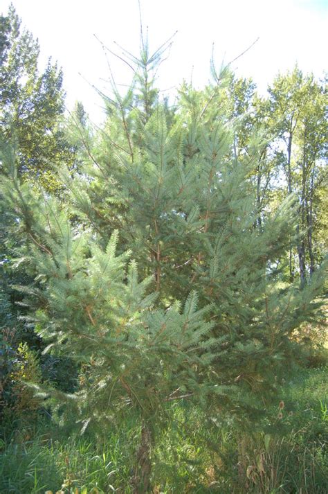 This step is relatively easy in the case of a douglas fir terrace. Douglas Fir by Vancouver Water Resources Education Center ...