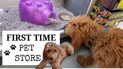 The second thing is, none. Goldendoodle Puppy's first time at PetSmart - YouTube
