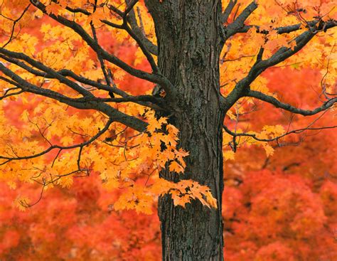 The Science Behind Fall Foliage Tree Topics