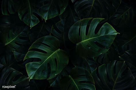 Tropical Green Monstera Leaves Background Premium Image By Rawpixel