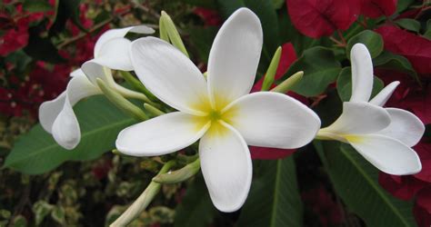 Tropical Flowering Plants By Orchidsplus