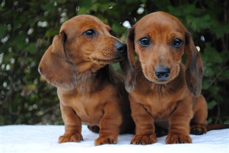 Dachshund Puppies For Sale | Crystal, MI #313882 | Petzlover