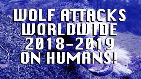 Wolf Attacks Worldwide 2018 2019 On Humans Youtube