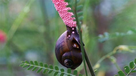 Invasive Snails 4 Species Leaving A Trail Of Destruction