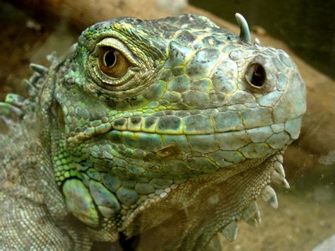 Iguana Wallpapers High Quality Download Free