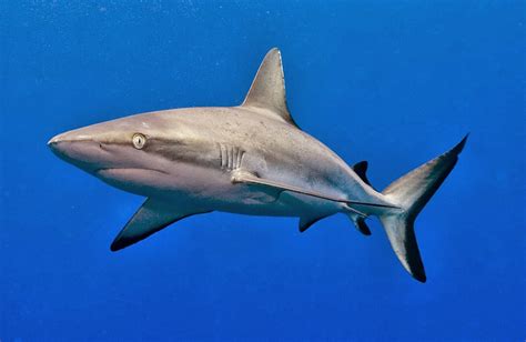 Honu Hawaiian Diving Gray Reef Shark
