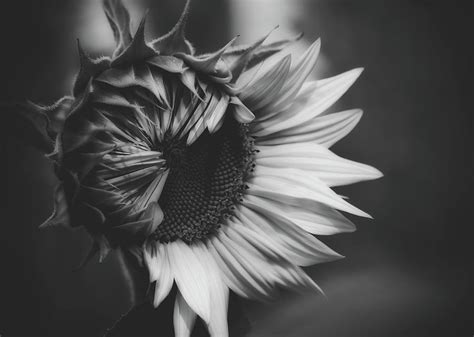 Sunflower Black And White Photograph By Mountain Dreams Pixels Merch