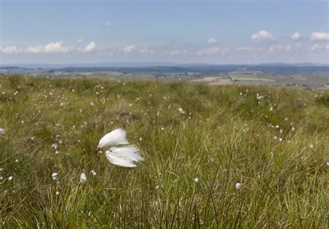 Common Cotton Grass During Walk From West Hall On July 11t