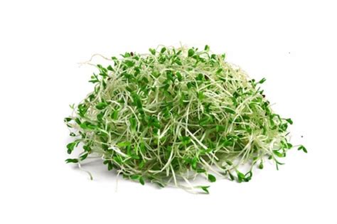 Alfalfa Non Gmo Heirloom Sproutingmicrogreens 500 Seeds Sow No Gmo Usa