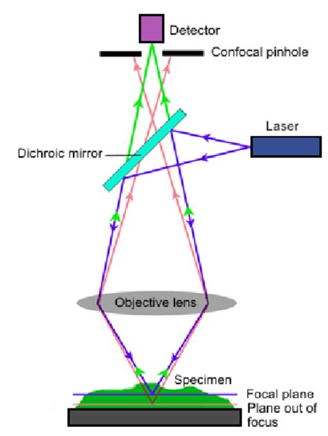 Principle Of Confocal Scanning Laser Microscopy The Architecture Of A